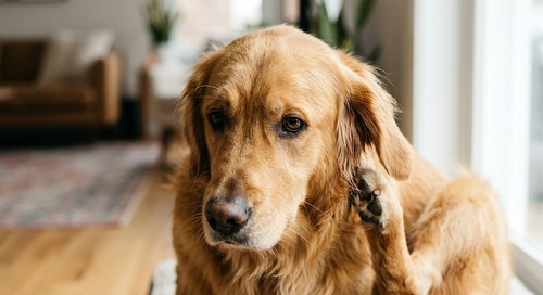 Golden retriever scratching behind its ear indoors.